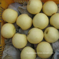 Good Quality of Chinese Fresh Golden Pear